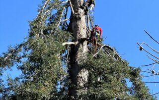 how long does it take to cut down a tree