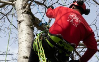 how to trim a tree without killing it