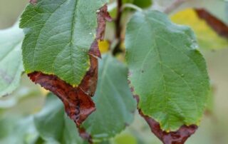 Fire Blight