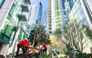 best time of year to transplant trees