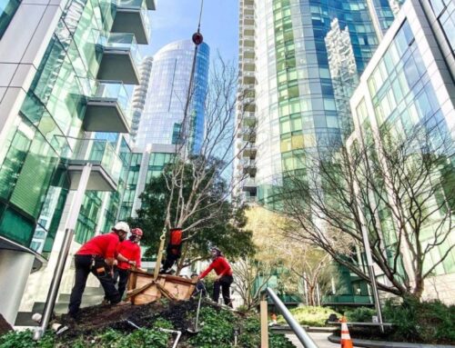 How to Plant a Tree? 7 Steps How To Do it Right