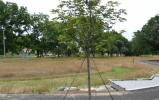 how to anchor a tree