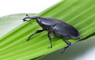Cover Image_South American Palm Weevil