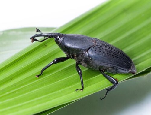 Pest Spotlight – South American Palm Weevil