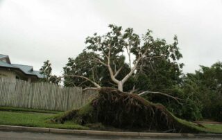 Cover Image_Uprooted Tree