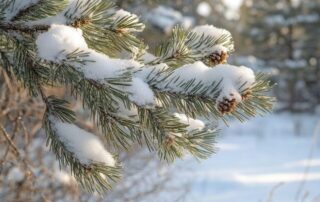 Cover Image_Winter Pine Care
