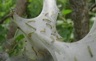 how to get rid of webworms