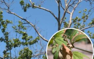 Cover photo_sycamore anthracnose