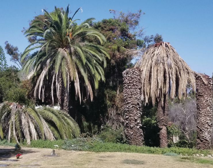 Palm Weevil Damage