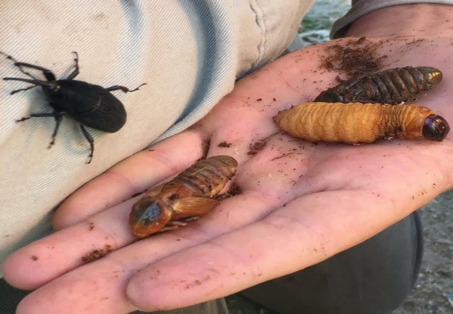 Palm Weevil Larvae