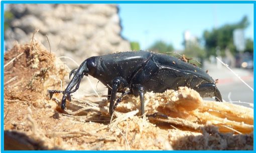 Palm Weevil