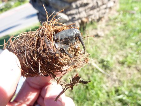 Palm Weevill Emerging