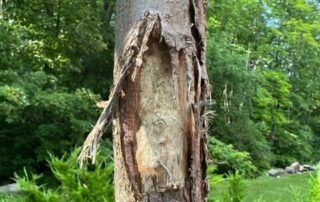 Cover Photo_Damaged Bark