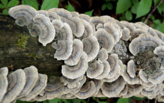 Cover Photo_Fungi
