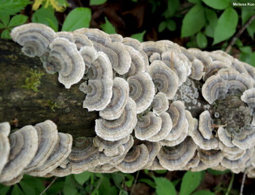 Comprehensive Guide to Identification of White Tree Fungus