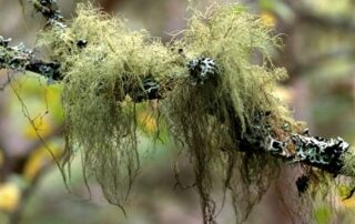 Cover Photo_Lichen