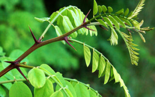 Cover Image_Black Locust
