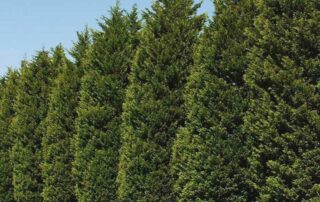 Cover Image_Leyland Cypress (1)