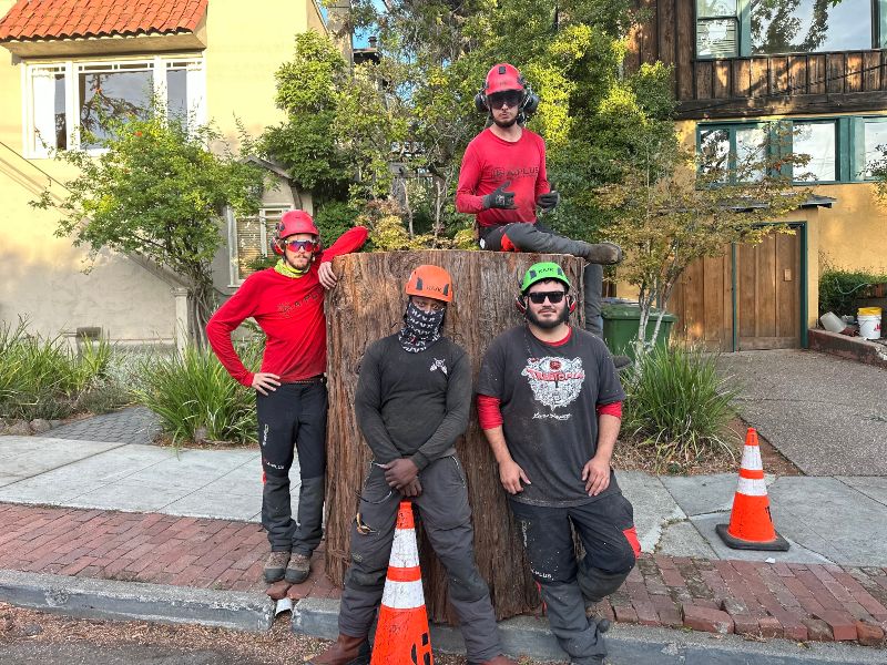 Tree Maintenance and Care End Photo