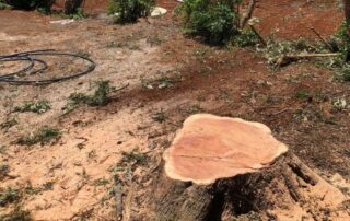 Tree Stump