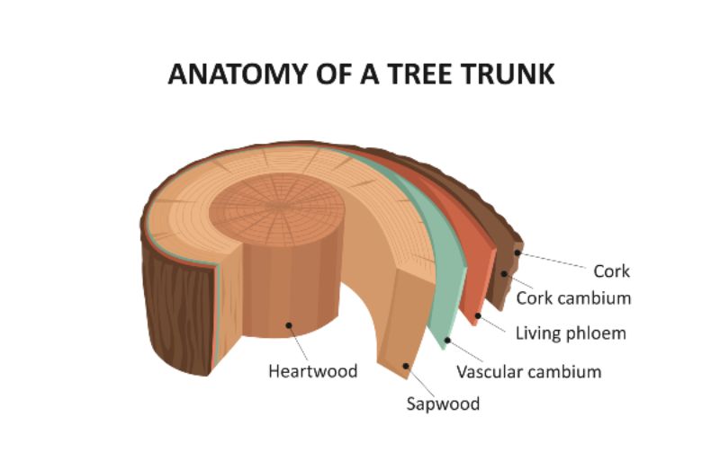 Anatomy of a tree trunk. Tree trunk layers