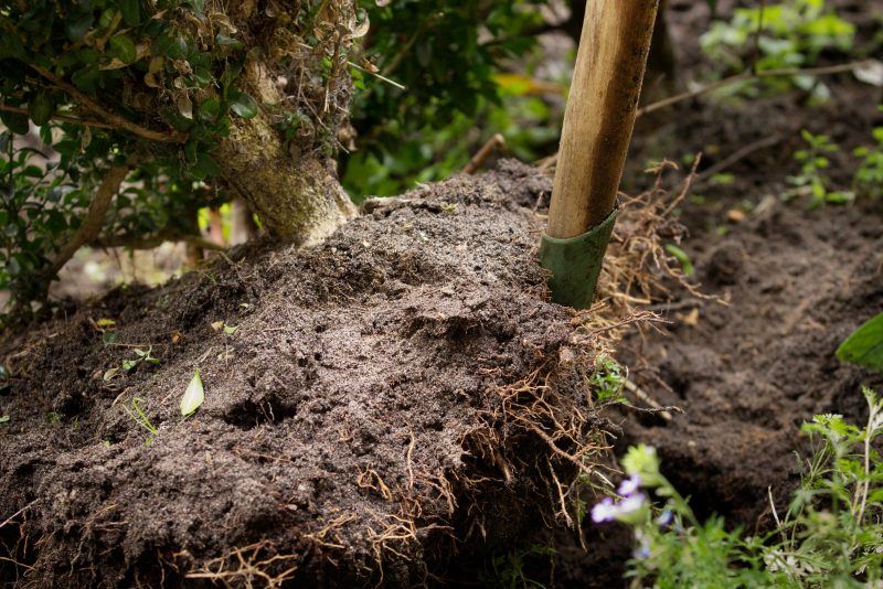 can you plant a tree where a stump was removed