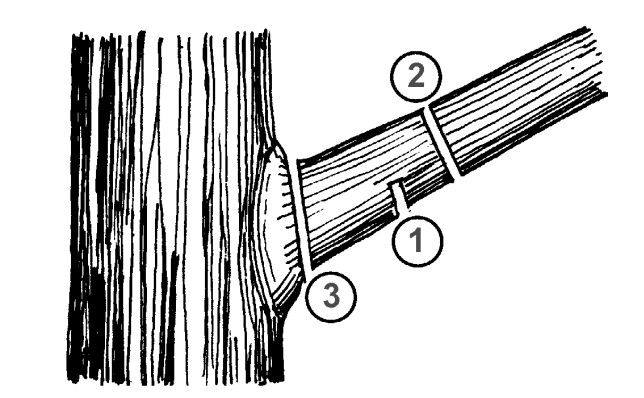 Small Branch Pruning