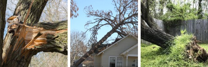 Storm Damage
