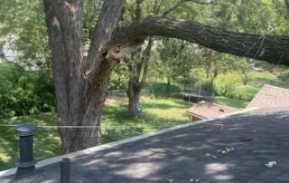 tree branch removal