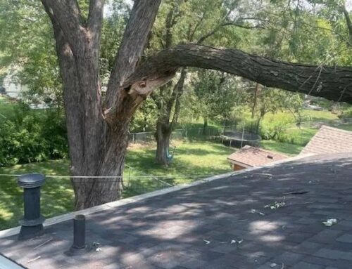 Tree First Aid After a Storm