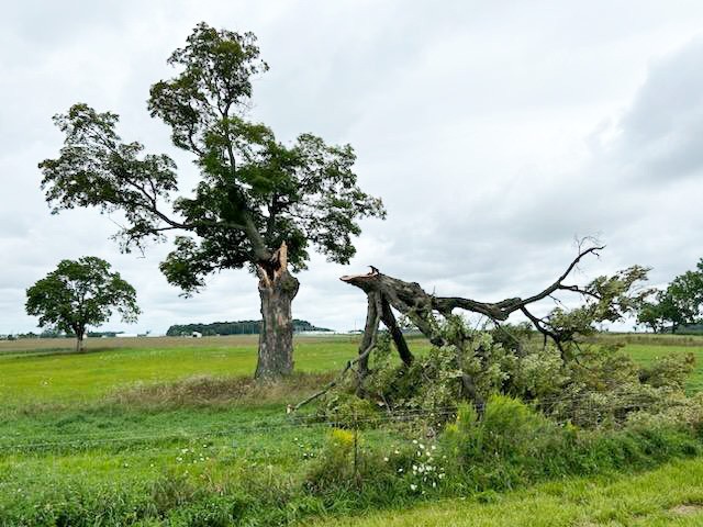 Storm Damaged Tree