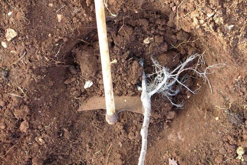 can i plant a tree where one was removed