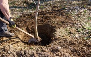 can you plant a tree where one was removed