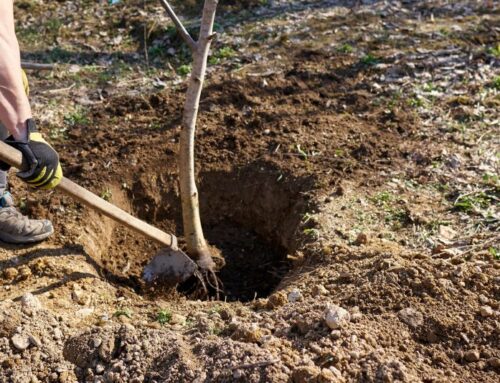 Can You Plant a Tree Where One Was Removed?