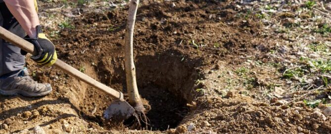 can you plant a tree where one was removed
