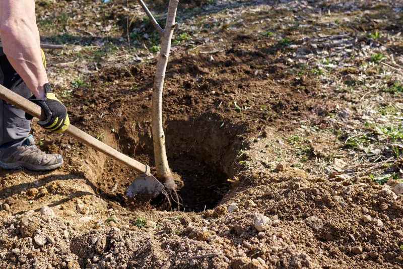 can you plant a tree where one was removed
