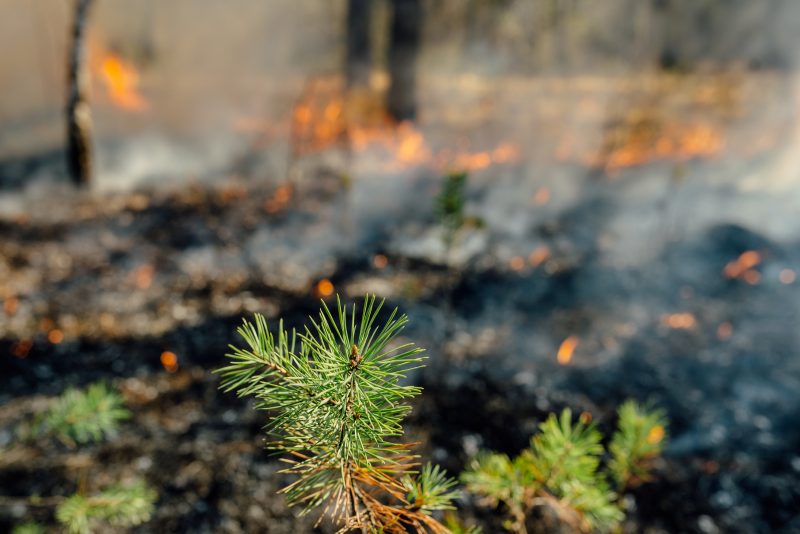 prepare your home for wildfire