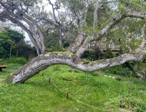 Staking a Leaning Tree: What Works and What to Avoid