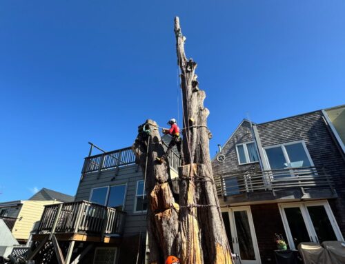 What to Do With a Dead Tree: Safe Removal or Smart Reuse?