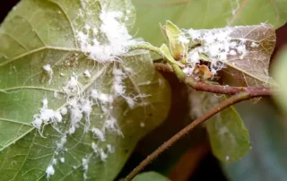 white fuzzy mealybugs infestation on plant leaves and stems
