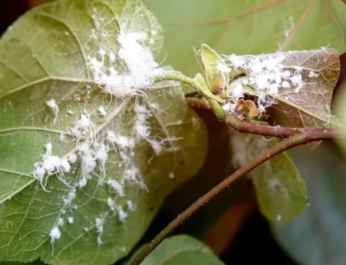 White Fuzz on Your Plants and Trees: What It Means and What to Do