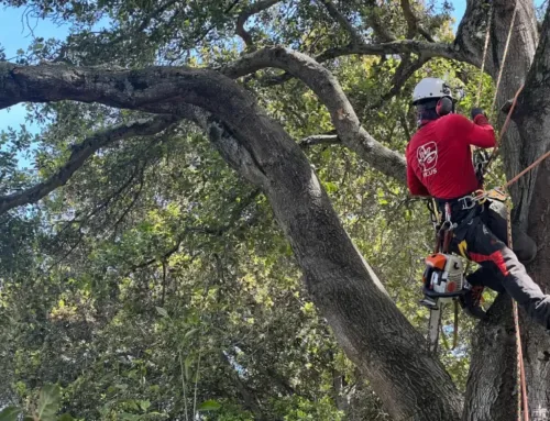 When to Trim Oak Trees: Seasonal Guide for Safe, Healthy Pruning