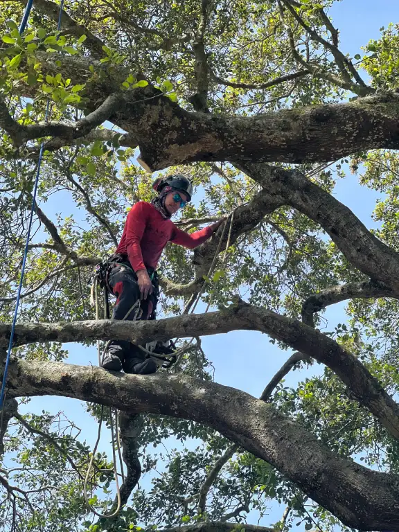 arborist working on oak tree branches safety pruning