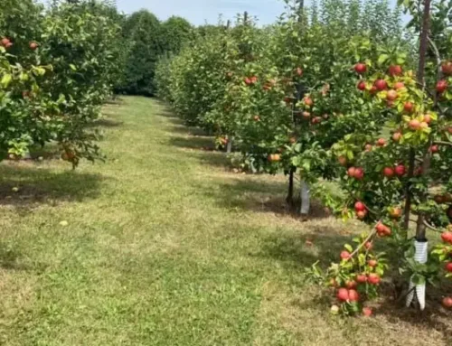 Fruit Tree Care & Reduction: Pruning for Healthier, Cleaner Trees