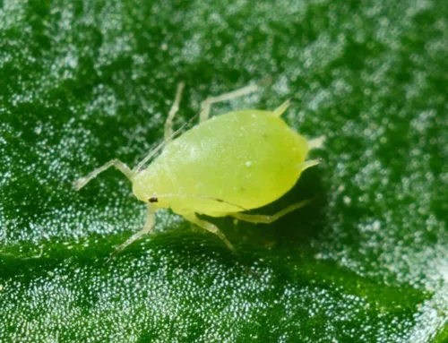 How to Get Rid of Aphids: Safe Treatments for Trees and Shrubs