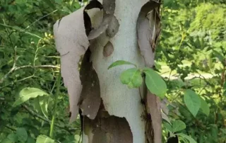 tree bark peeling off trunk natural exfoliation or damage