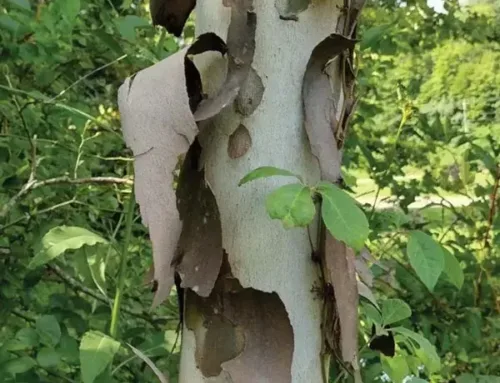 Why Is Bark Falling Off My Tree? Causes, Signs & What To Do