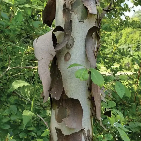 tree bark peeling off trunk natural exfoliation or damage