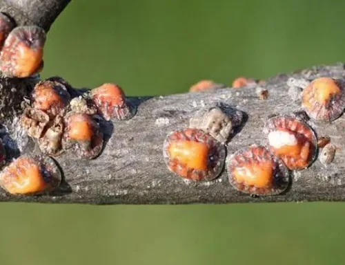 How to Get Rid of Scale on Plants and Trees: Identification, Treatment and Prevention