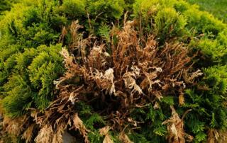 Are Bagworms Bad for Trees